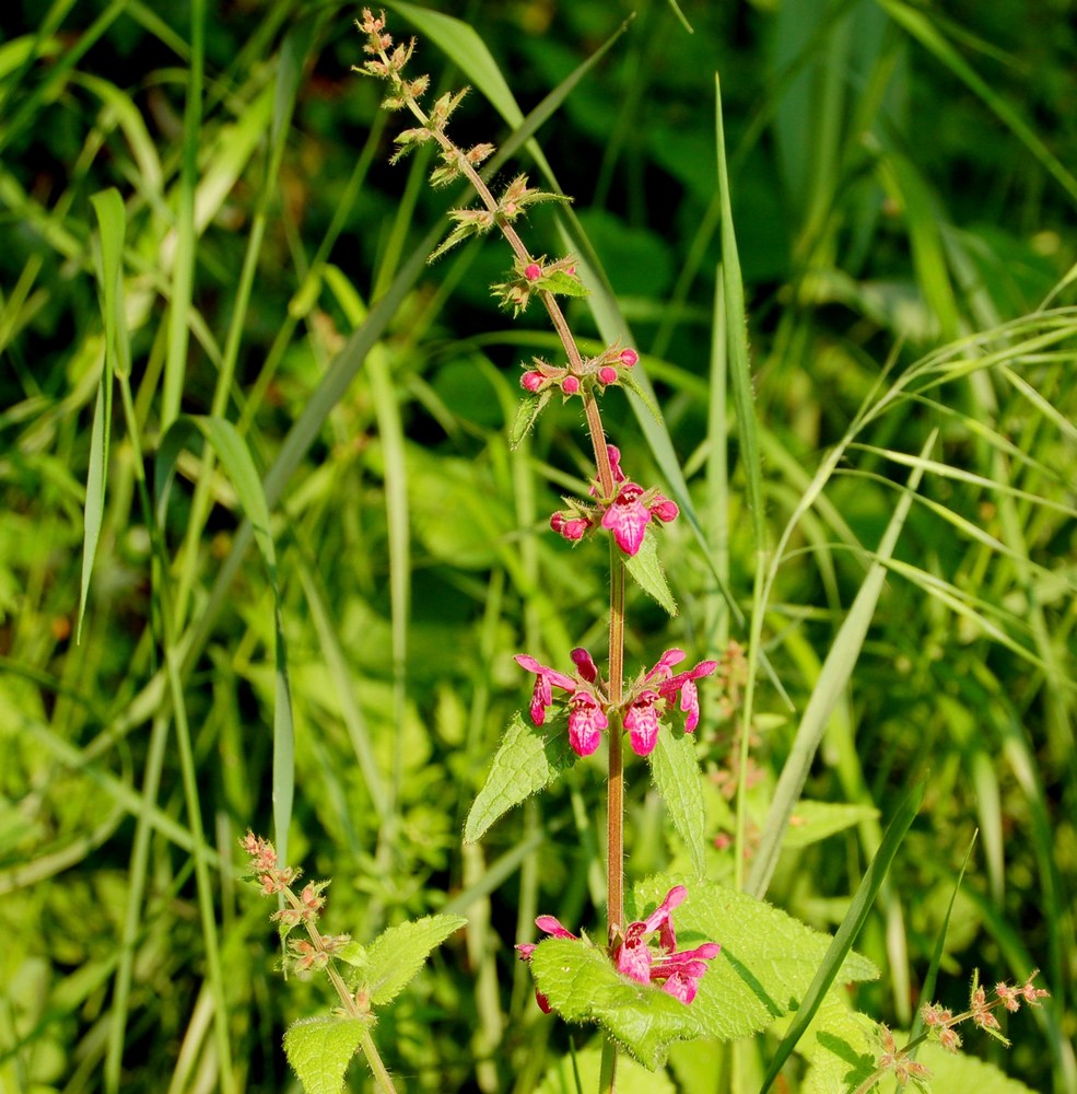 Genere Stachys (Stregonie)